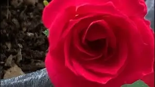 First flowers of the season. Spring is here.