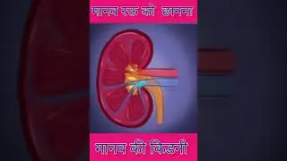 रक्त का शुद्धिकरण | रक्त को छानना #human lung #humankideny #shorts