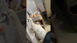 Funny cat trying to drink water from tap #shorts