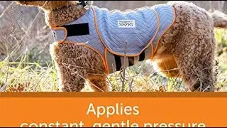 Top 10 Dog Shirts You Can Buy  June 2023
