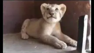 L'homme qui Parle aux Lions (Vid&eacute;o Choc)