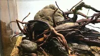 Hardscape project 2018