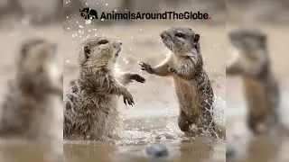Amazing Animal Moments Caught on Camera!