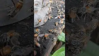 Bees 🐝🍯 #insects #honeybeedance #beefood #beefeater #beeproducts