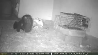 Skunk Exclusion Using One way Door  Is there a back way in Video Capture by Flora Kwan