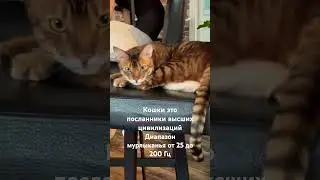 #toygers #веселыекоты #котики #кот  #видосыоткота #прикольныекоты #toygercat #тойгер #моякошка #котэ