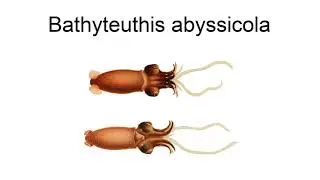 Bathyteuthis Abyssicola