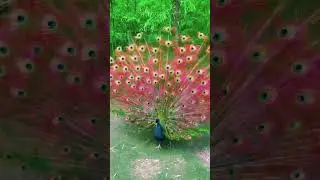 Beautiful red Feathers peacock 😱 close-up amazing view #shorts