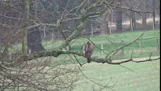 Common Buzzard