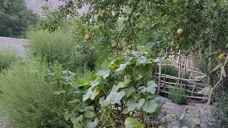 Heading to the garden for preparing fall vegetable beds #livestream #fallvegprep #gardenlife