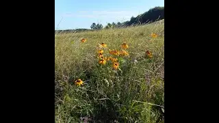 Artemisia annua, Malva trimestris, Bidens frondosa, Solanum tuberosum, Rudbeckia hirta