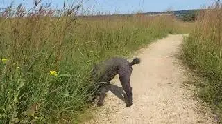 Walk with my dog at Oheyawahe - Pilot Knob, in Minnesota, on Tuesday, September 3, 2024