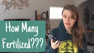 Fertilization Results After ICSI | Low AMH IVF