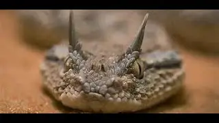 Top 3 Terrifying Desert Snakes You Need to Know!#wildlife