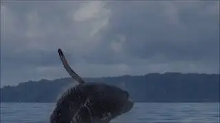 Humpback whale breaching off  - Osa Peninsula  Costa Rica