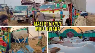 Janwer Dhk kr dil khush ho jye😍||Maler 15 Kyly Janwer rwana||King Of Multan Mandi 