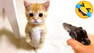 Funny animal videos 2024 😂 The FUNNIEST Pet Videos&nbsp;of the year!&nbsp; 🤣&nbsp; BEST Compilation 😺#001