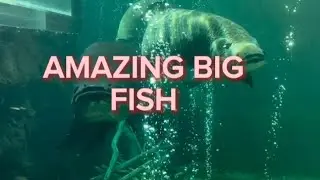 RELAX!! Giant fish Amazon river