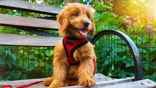 An Overview Best Pet Supplies Voyager Dog Harness