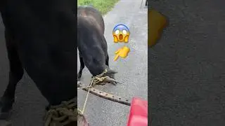 #bull  #ox power😤#animals