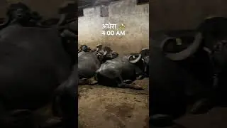 Subah ke 4baje ki short video #animals #baffalo #dairyherd #dairymilk #milktime