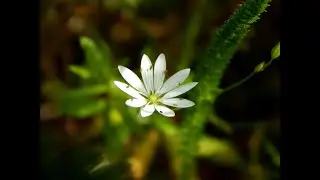 Звездчатка злаколистная  (Stellāria gramīnea)