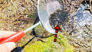 Я спас сотни умирающих головастиков. + Сбор водных насекомых, часть 1