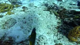 Looking for a sea horse - nope.