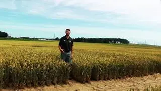 Doing More With Less: Choosing Wheat Inputs Wisely