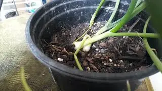 #everybitcountschallenge  Onions, can I harvest them now? check 