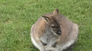 Axe Valley Wildlife Park (23rd November 2019)