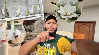 White Silkie bary shok sy Kitchen waste khany lagy | Organic food