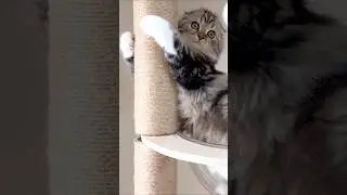 [Look-back] 🐈No way I'm jumping off here. Elle video No.L184