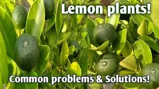 Lemon plant | Common problems & solution of lemon plants | Best fertilizer to get lemon more