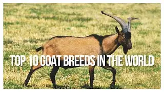 TOP 10 GOAT BREEDS IN THE WORLD