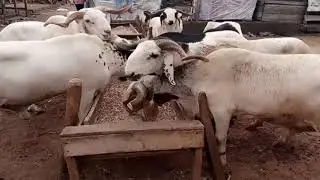 Alh Danlami mai Raguna a Ijora Padia Lagos