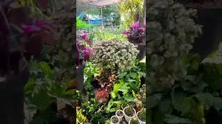Tanaman Hias Gantung Viral 2024 ‼️#plants #gardening #tanamanhias