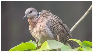 BIRDS - ali e mohd photography