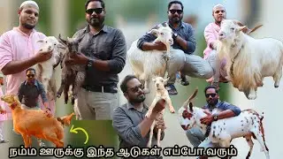 அசுரன் ஆடு, Pygmy Goat,dumba,Kashmiri Goat's | Deer or Goat | Pride of Hyderabad