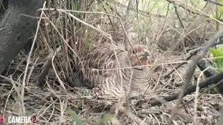 Grey partridge hatching eggs | brown teetar eggs | khyber hunting tube | grey francolin eggs