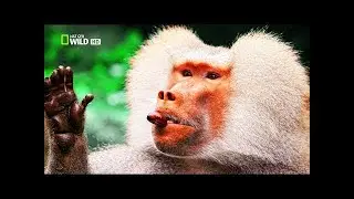 Monkey Hunters [Baboons VS Lions Documentary] | Wild Things