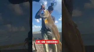 HOW TO CATCH A BIG REDDRUM IN ANY LOCATION #lfgfishing #reddrum #catchandclean