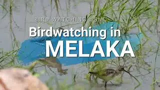 Bird Watching in Melaka