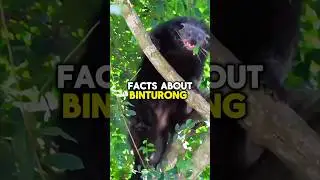 BINTURONG FATCS! #shorts #short #facts #wildlife #animals #nature #shortfeed #shortvideo #subscribe