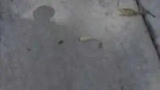 How to track Carpenter Ant Trails and Dust nests.  