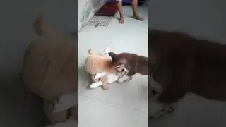 cute puppies chowchow vs husky #shorts