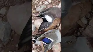 Things to Do - New Mexico Outdoors 2023 - Dove, Ducks and Geese Hunting