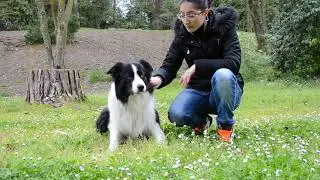 Tutorial Ricerca con il cane - DobreDog