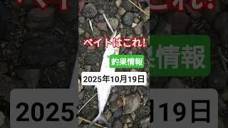 【ベイトはこれ！釣果情報！！2025年10月12日 ！！！】 #釣具 #fishing  #釣り