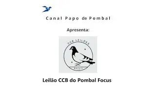Leilão CCB do Pombal Focus 2024 Vídeo